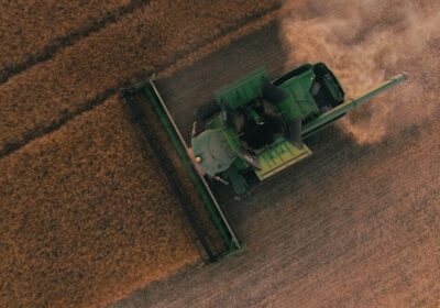 Урожайность рапса в Белоруссии достигает 70 ц/га