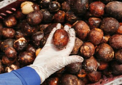 Экспорт пальмового масла из Индонезии с начала года вырос на 7,7%